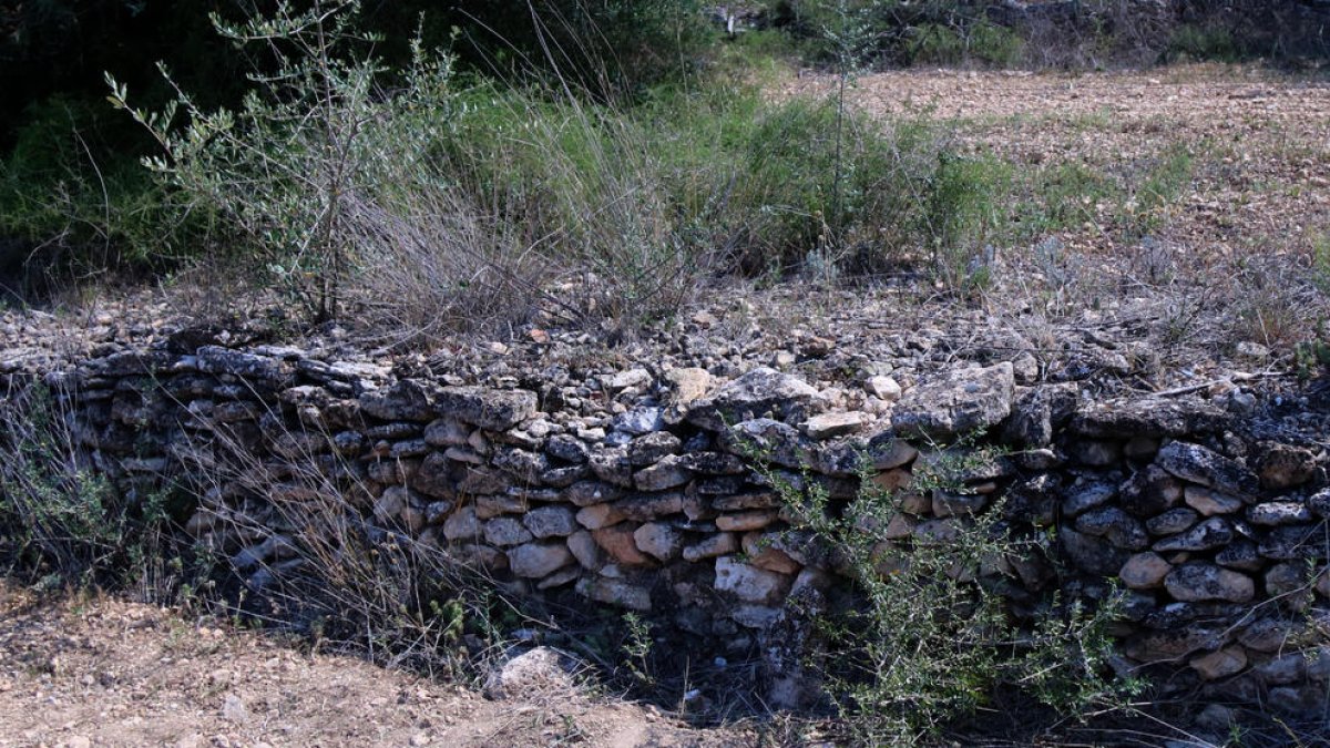 Descartan la muerte por causas criminales del hombre aparecido en una finca de Rasquera en junio y la jueza cierra el caso