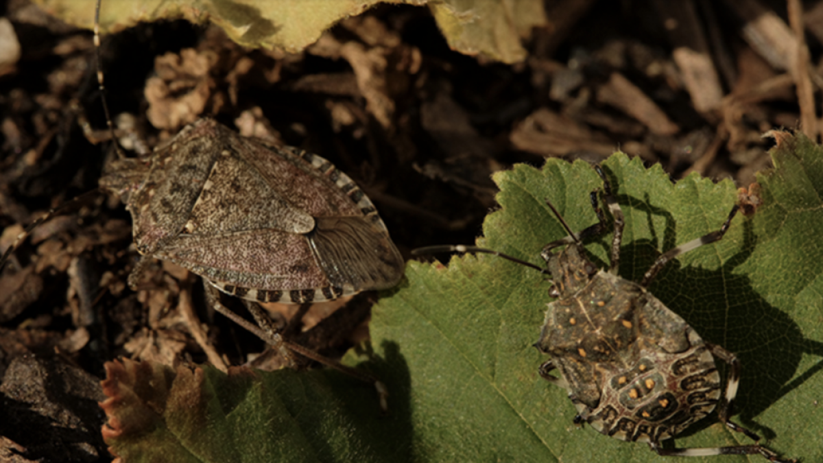 Cunit alerta per la presència massiva d'insectes que intenten accedir als edificis