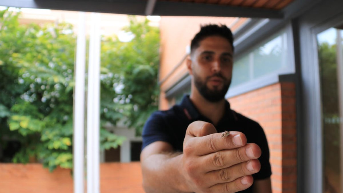 Apareixen nombrosos cúmuls d'insectes de la família de les xinxes al passeig marítim de Calafell