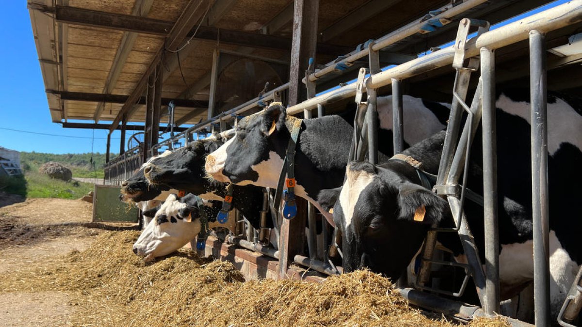 El 80% de ramaders no se sent valorat i més del 50% preveu plegar abans de 2030, segons un estudi