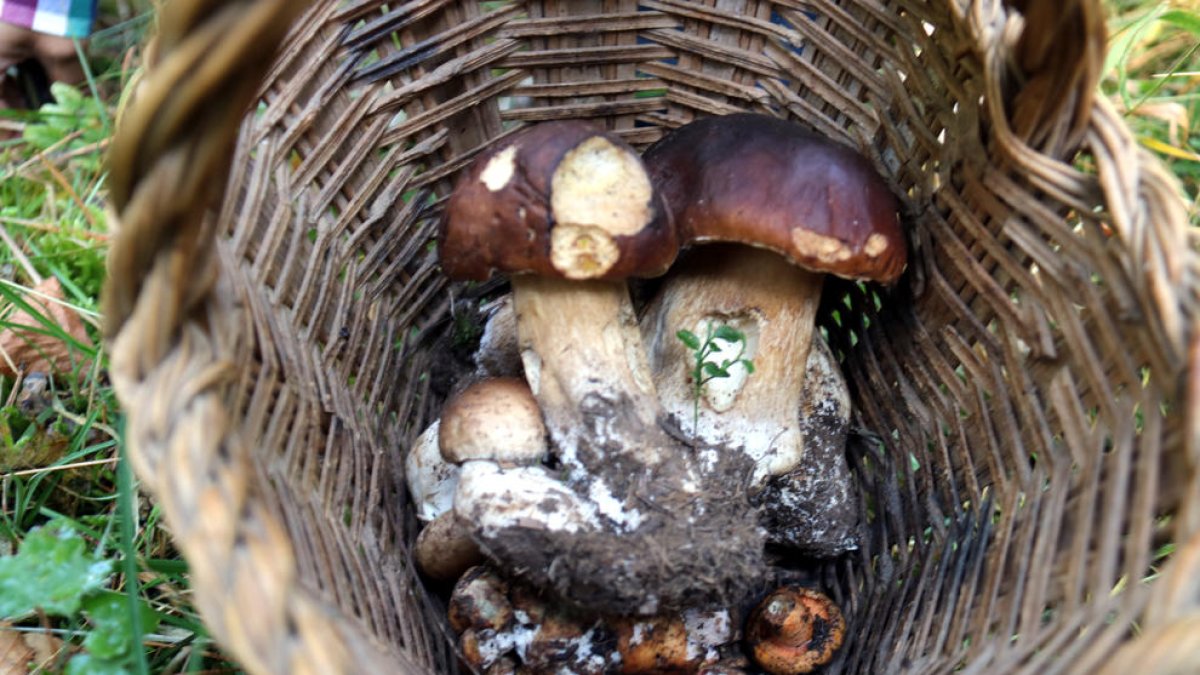 La producción de setas, bajo mínimos por la falta de lluvias