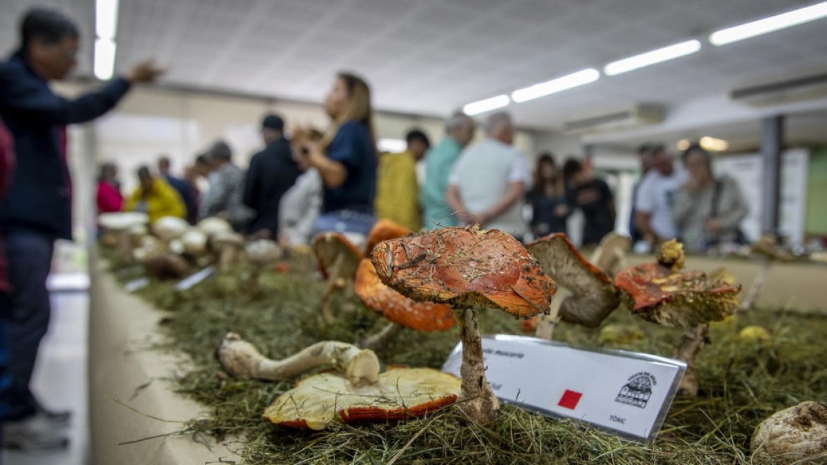 Unas 1.500 personas visitan la exposición de Setas del Morell