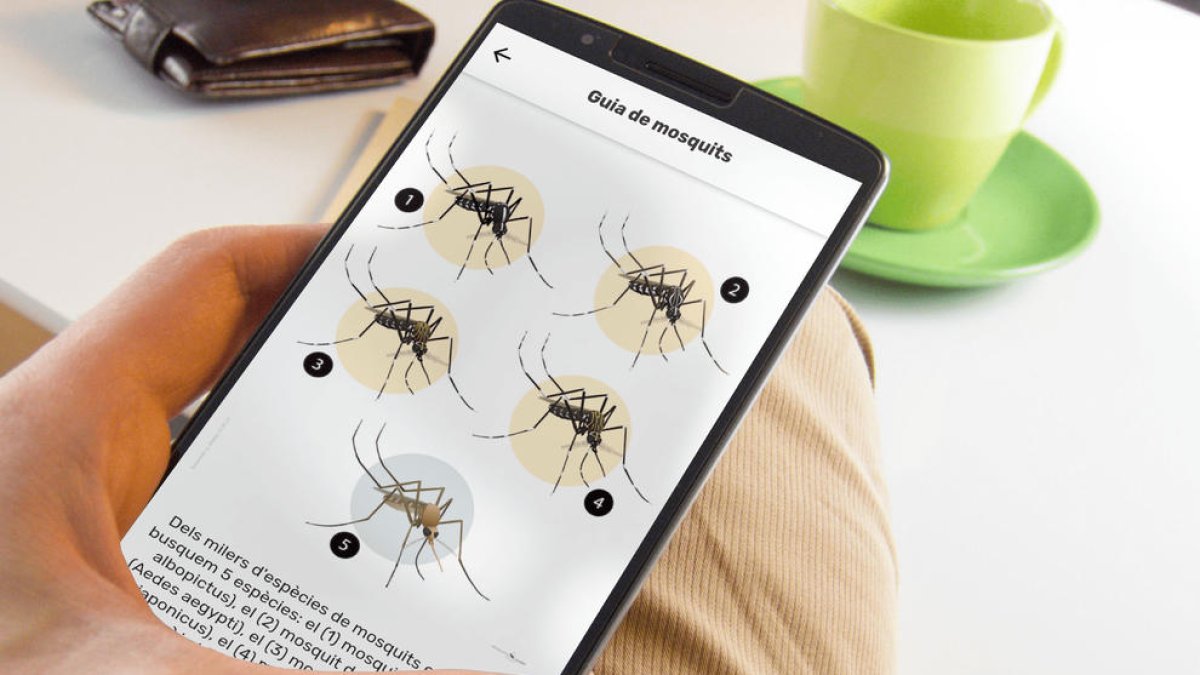 Detectan la presencia de mosquito tigre en la Conca de Barberà