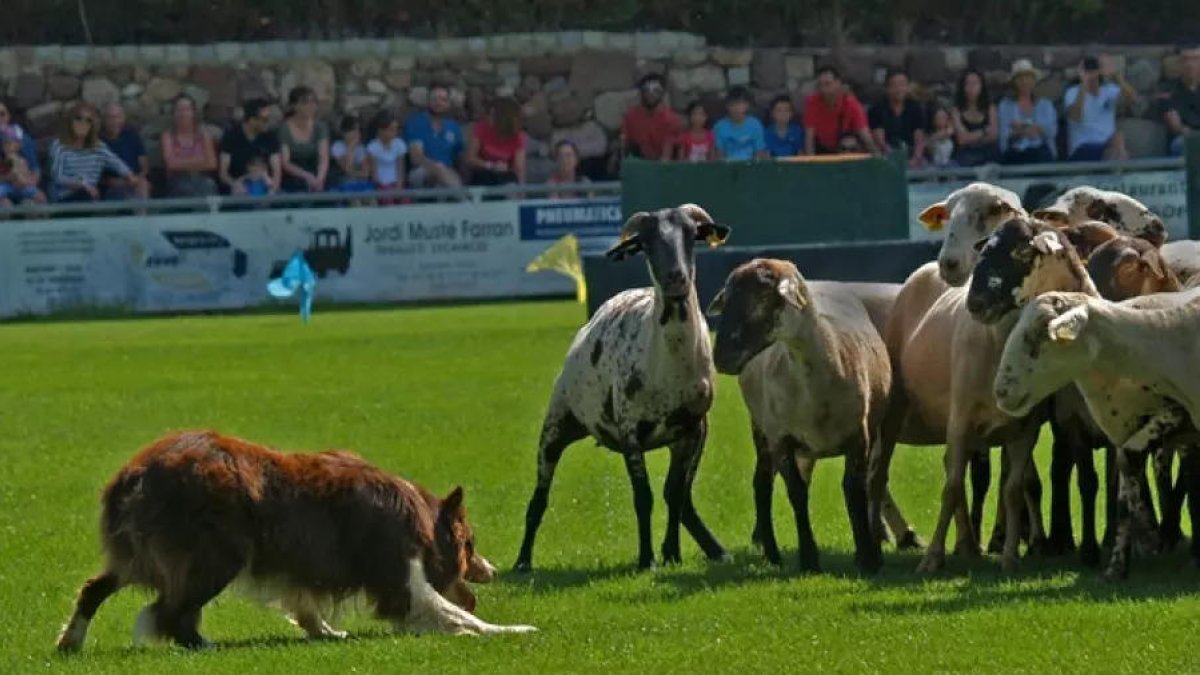 Prades celebra la 34ª edición del Concurs Internacional de Gossos d'Atura