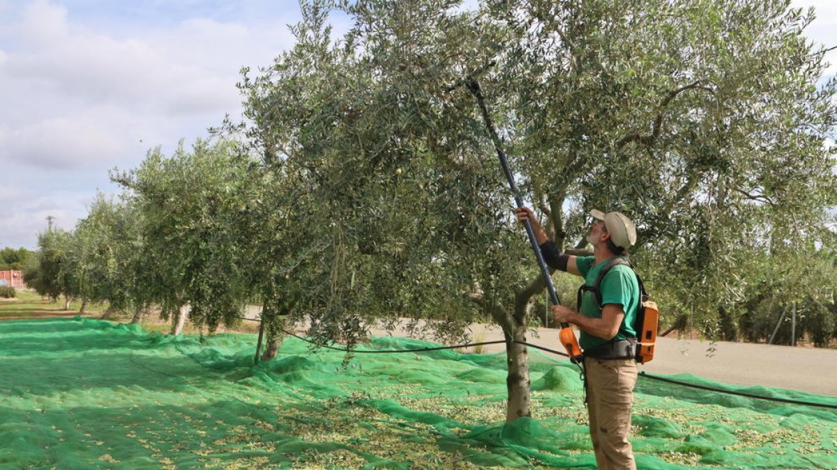 La DOP Siurana preveu que el preu de l'oli pot pujar encara una mica més per l'escassa producció d'olives