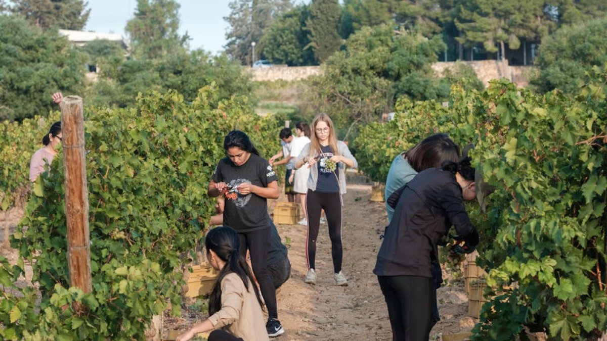El Máster Erasmus Mundus en Innovación en Enoturismo de la URV se amplía cuatro ediciones más