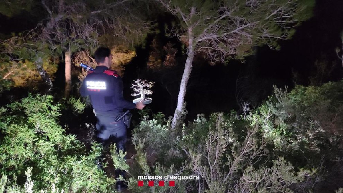 Los Mossos d'Esquadra detienen a un hombre por hurtar 16 bonsais de una empresa de Camarles