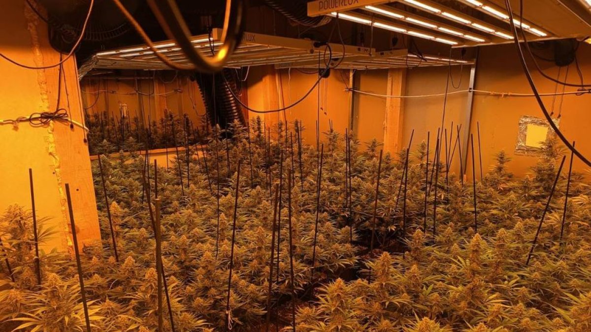 Desmantellada una plantació de marihuanaa la urbanització Aigüesverds de Reus