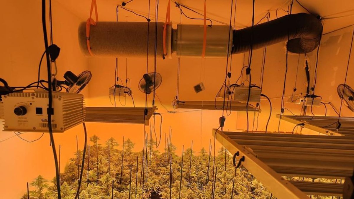 Desmantelada una plantación de marihuana en la urbanización Aigüesverds de Reus