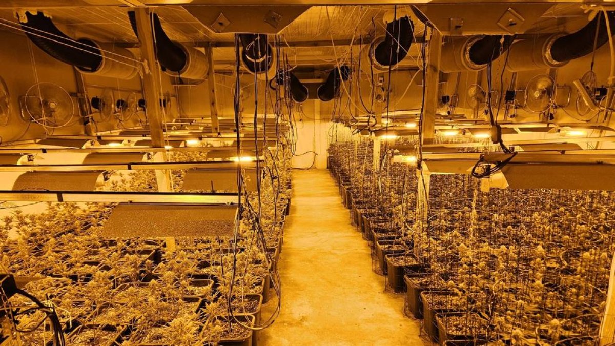 Desarticulat un grup criminal dedicat al cultiu de marihuana a Barcelona i Tarragona