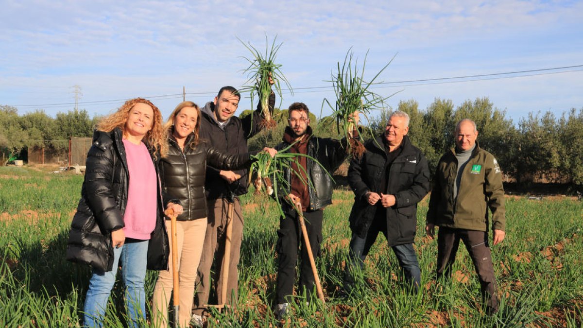 La IGP Calçot de Valls arranca temporada con una previsión de producción de una calidad «excelente» a pesar de la sequía