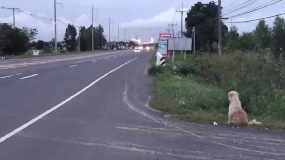 Un perro pasa cuatro años aguardando a su dueño en el lugar donde lo perdió de vista