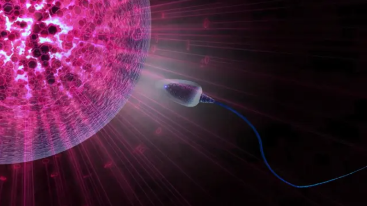 Un estudio encuentra diferencias en la calidad del semen según la localización geográfica