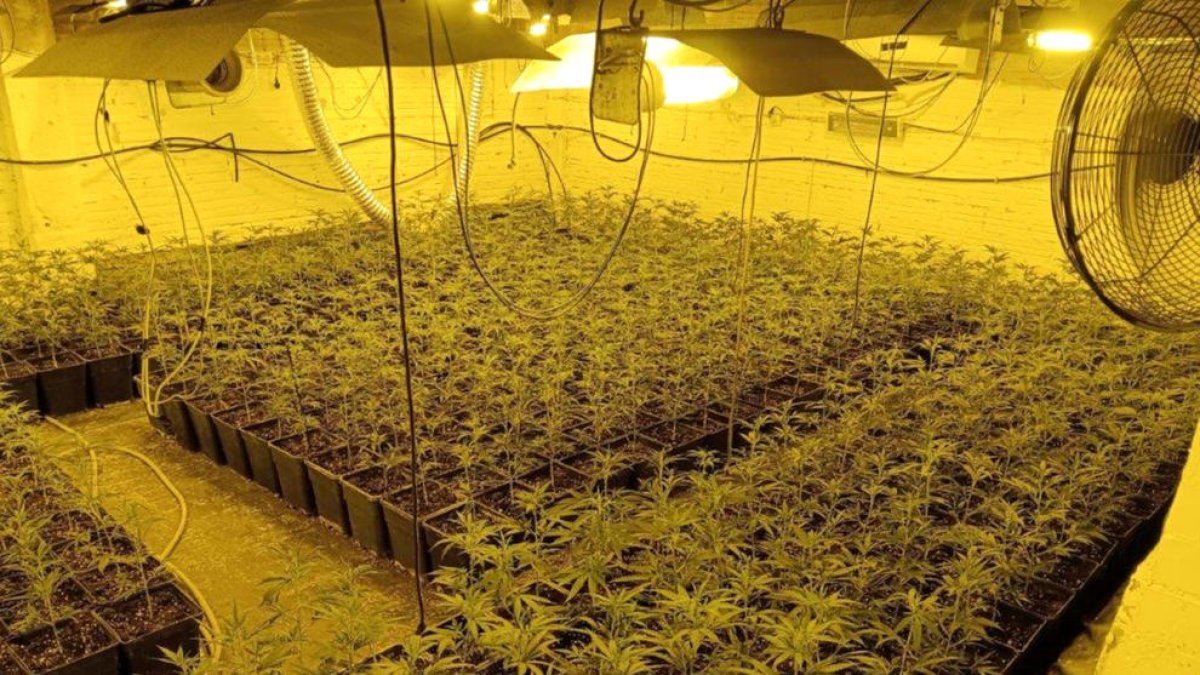 Tres detinguts a Deltebre que amagaven 1.400 plantes de marihuana en una nau de les afores del nucli urbà
