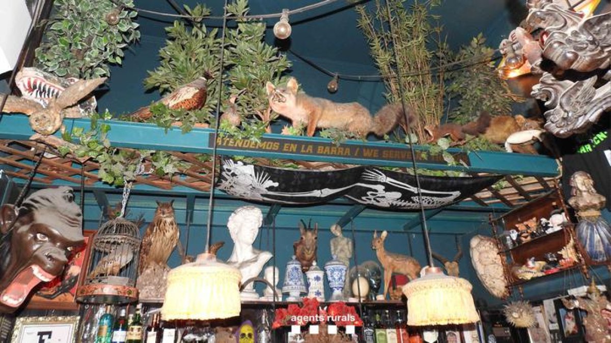 Exhibición de fauna salvaje protegida disecada en el interior del local.