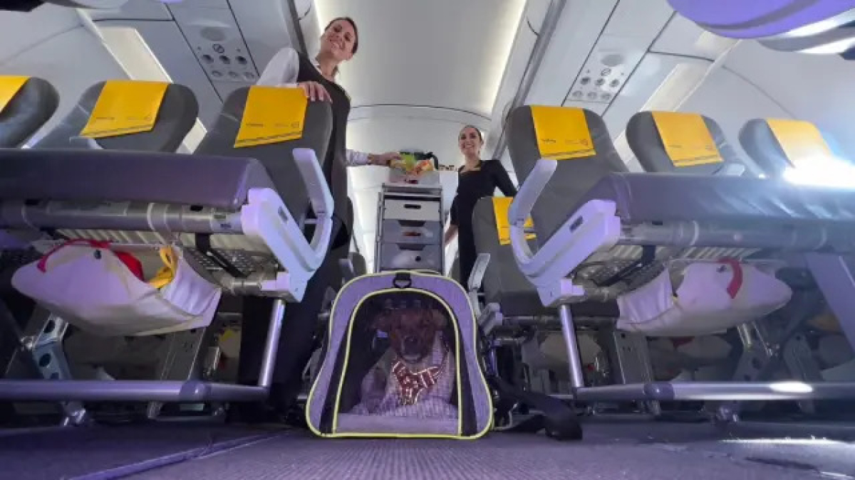 Fotografia de un perro en un avión de Vueling.