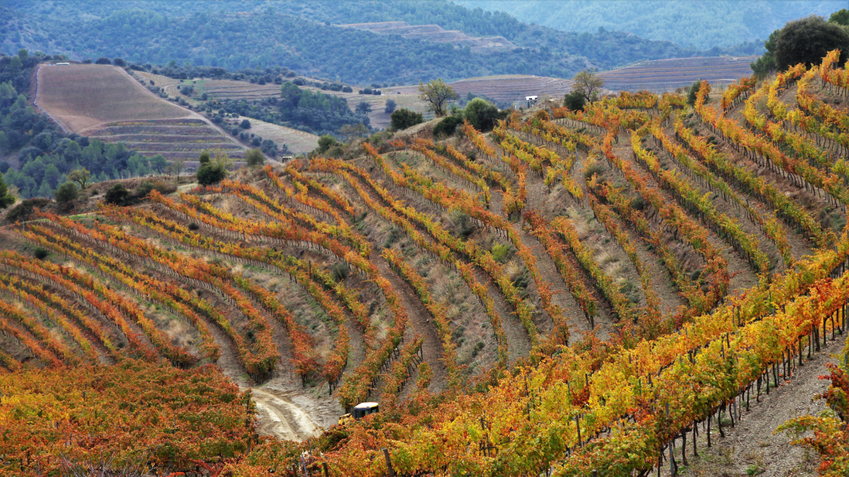 Imagen de viñas en la localidad del Lloar, en el Priorat