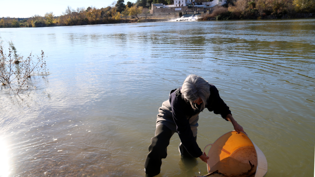 Una dona allibera un grup d'esturions al riu Ebre, a la platja fluvial de Tivenys.