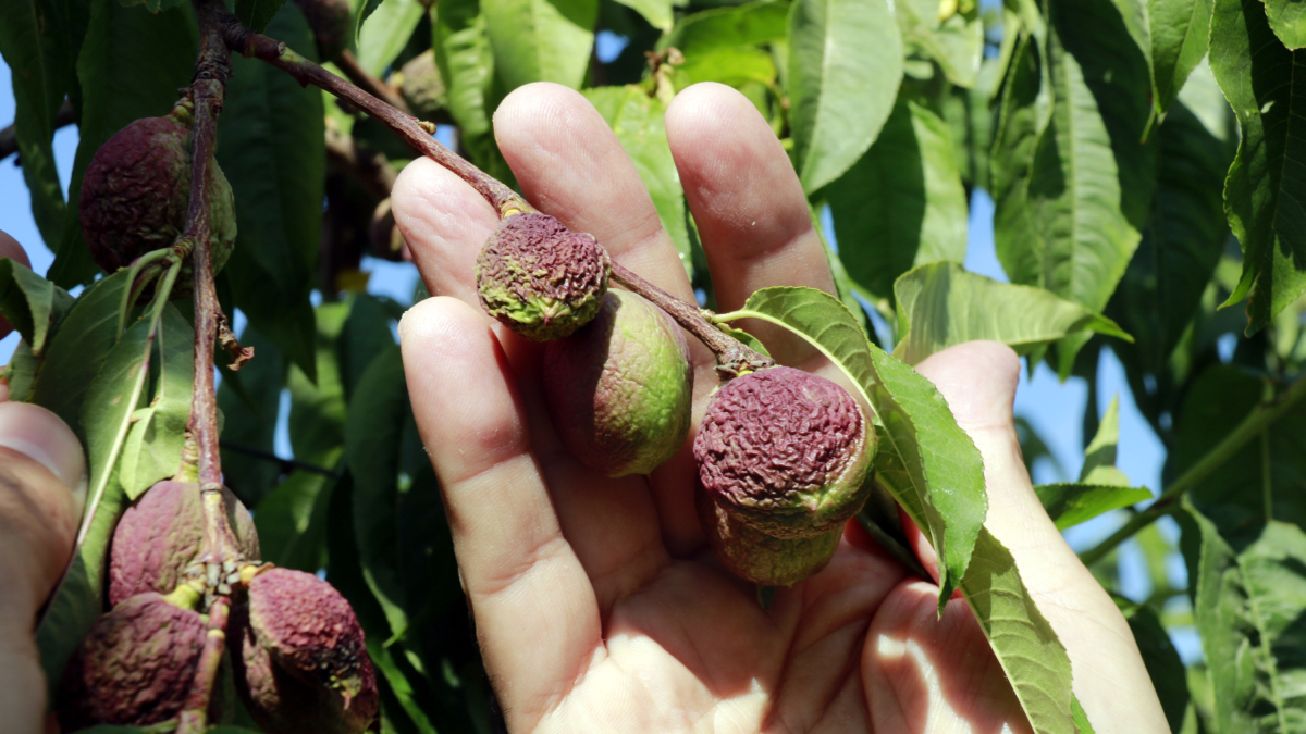 Nectarinas con la piel arrugada por falta de agua en una finca de Castelldans.