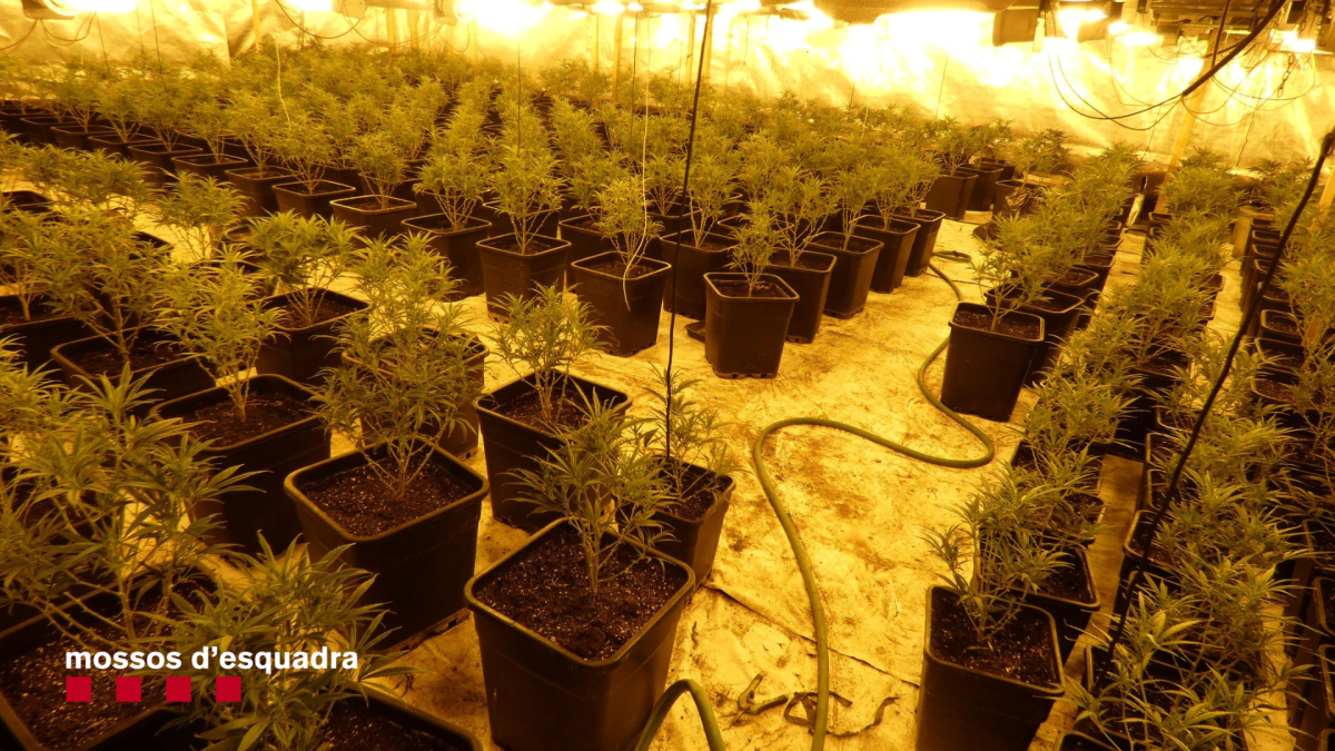 Imagen de la plantación intervenida en Constantí.