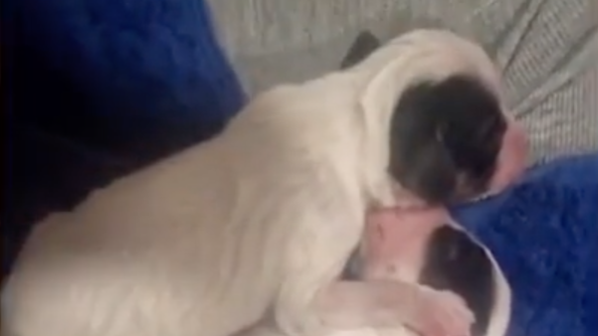 Imagen de los perros abandonados.