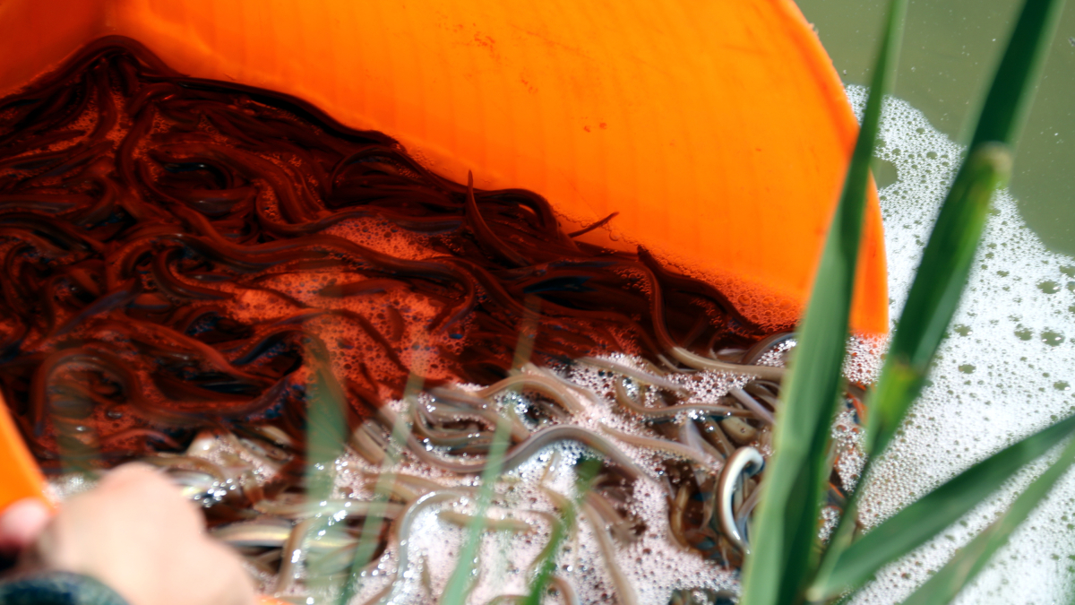 Anguilas liberadas a la Encañizada, en el delta del Ebro.