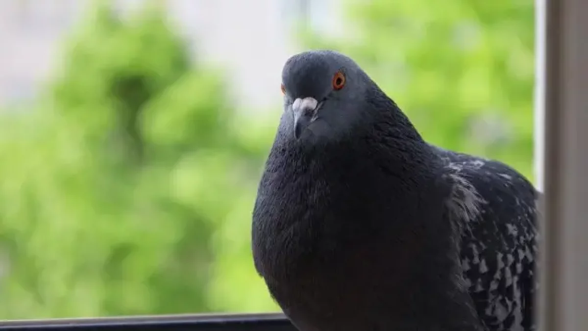 Una paloma común en una foto de archivo.