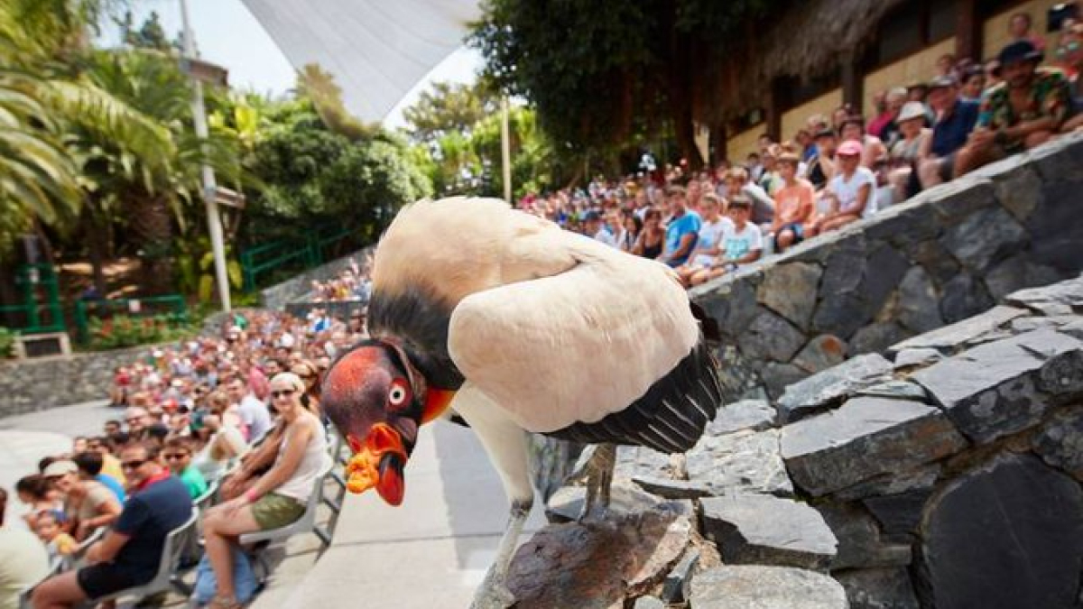 Un ocell exòtic participant a 'AVes del Paraiso'