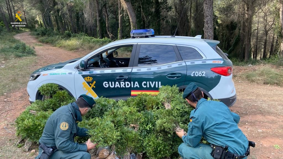 Dos agentes de la Guardia Civil observan el lentisco intervenido en Pratdip.