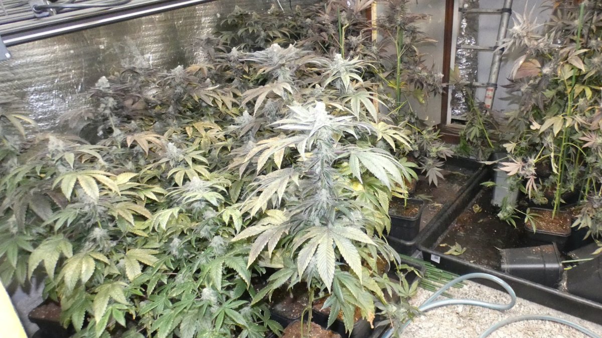 Una de les estances amb plantes de marihuana a la casa de Sant Julià de Ramis.