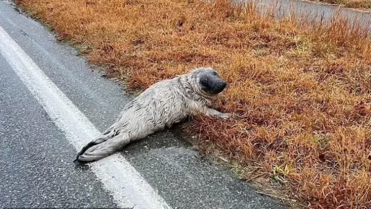Imatge de la foca perduda i rescatada a Nantucket.