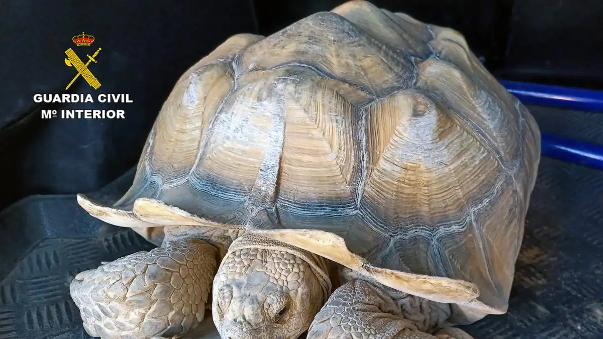 Imagen de una de las tortugas.