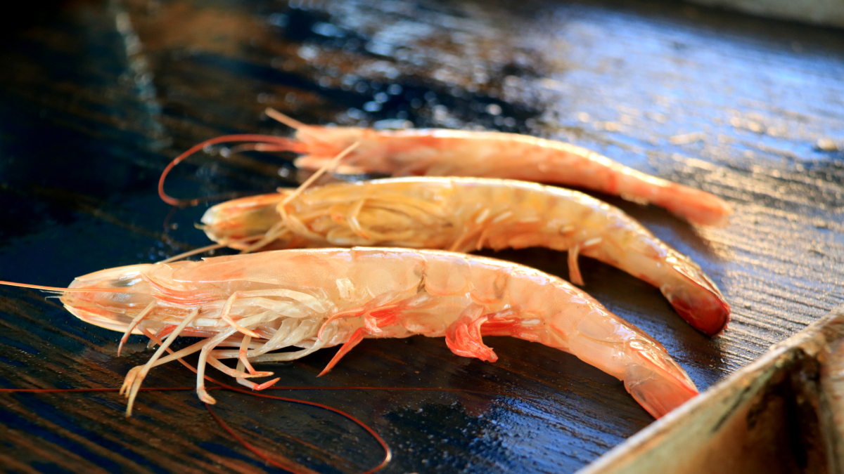 Exemplar de llagostí cafè davant d'un llagostí autòcton i una gamba blanca.