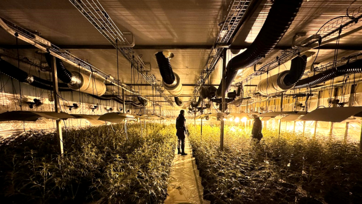 Agents de la policia desmantellen una plantació de marihuana amagada en una nau del Catalunya Sud de Tortosa.