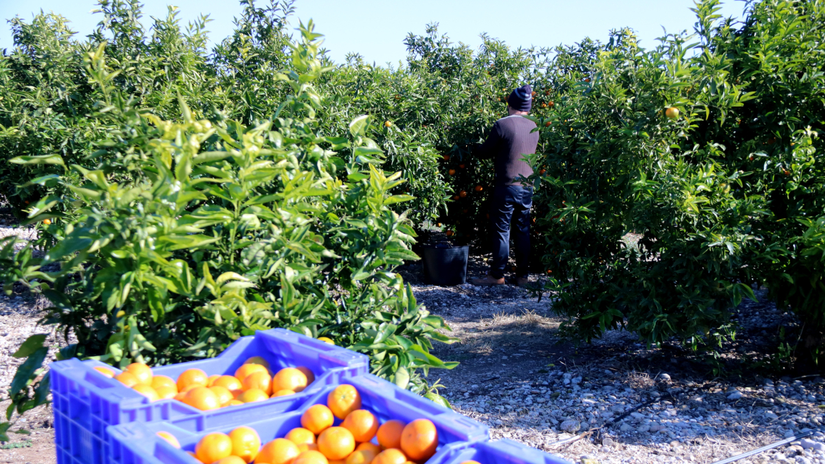 Pla general de treballadors durant la collita de mandarina en un camp proper a Alcanar amb caixes plenes de fruita en primer pla. 