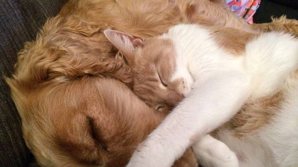 Imatge d’arxiu|arxivament d’un gat i un gos.