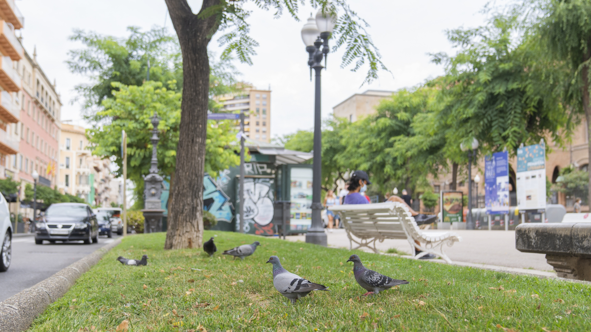 Este será el segundo año en el que el Ayuntamiento prorroga los contratos de los servicios de control de aves.