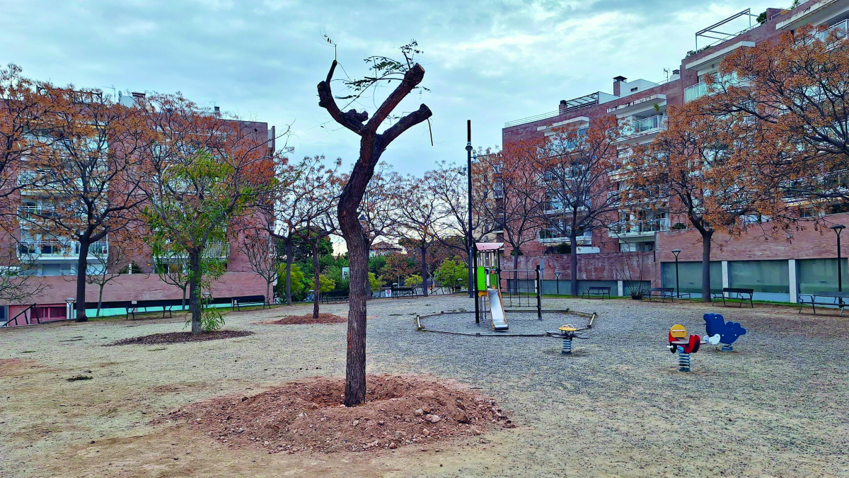 Fotografia dels arbres replantats a la plaça de la Dansa.