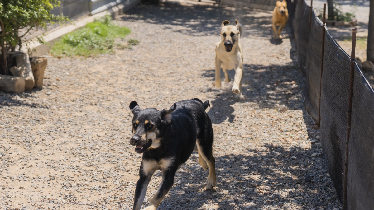Fotografia d’arxiu d’uns gossos corrent a les instal·lacions de L’Última Llar.