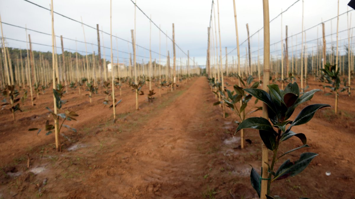 Reg per goteig en un camp amb magnòlies d'un viver.