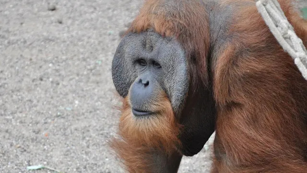 Imagen de un ejemplar adulto de orangután de Sumatra.