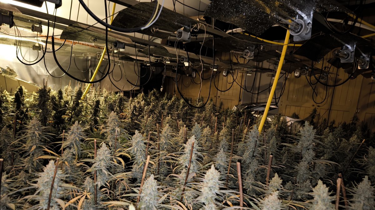 Plantació de marihuana desmantellada