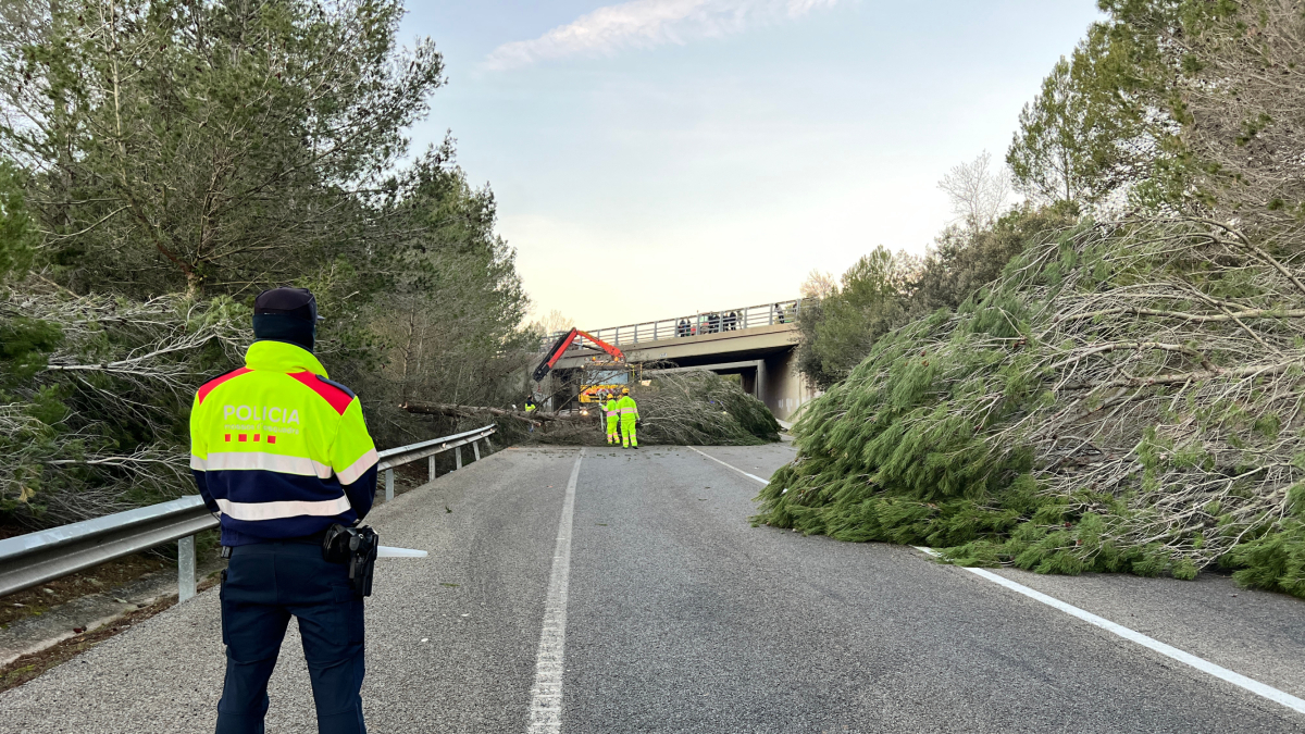 Algunos de los árboles que han puesto en la carretera N-II