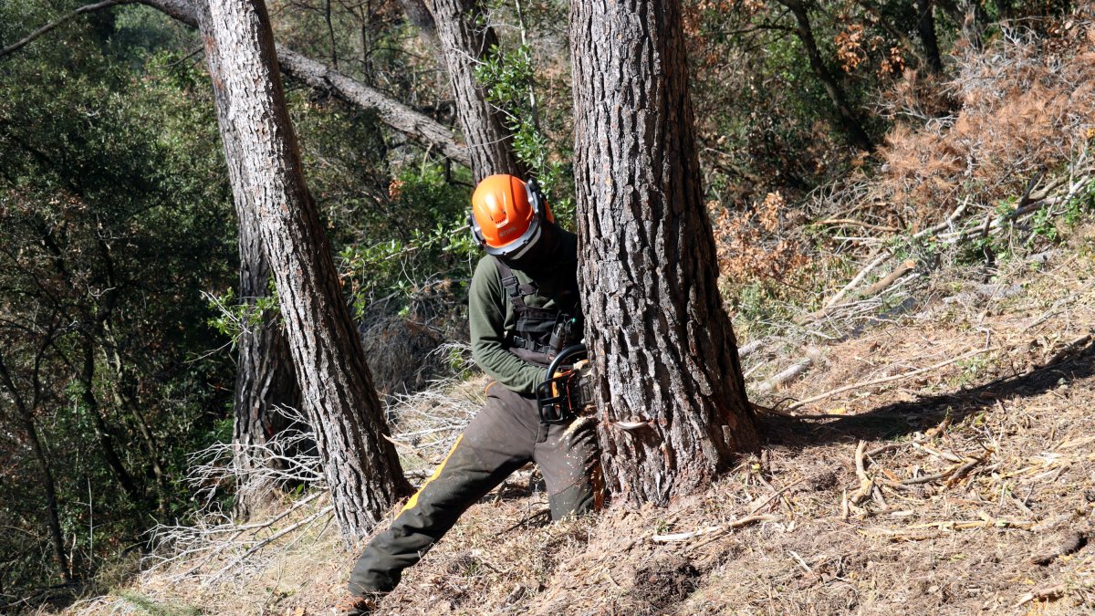 Efectivo del Grupo Especial de Prevención de Incendios Forestales cortando un árbol muerto en Sant Climent de Llobregat