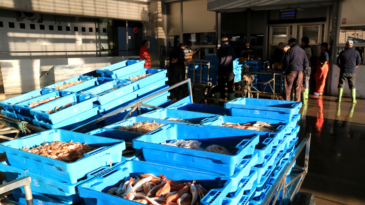 Caixes de peix i marisc esperant per entrar a la llotja de la Ràpita