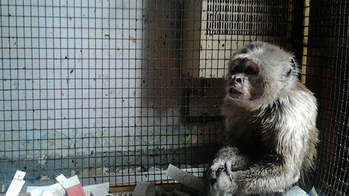 El mico Linito.