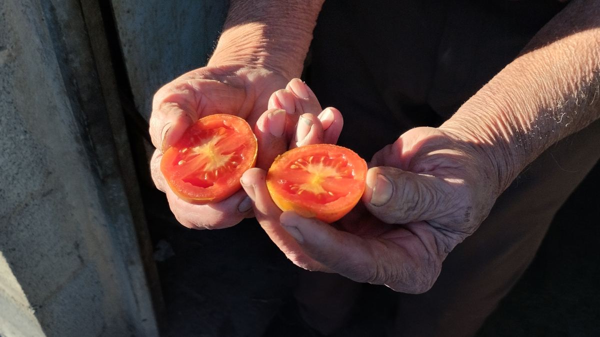 Uno de los informantes habló del tomacó de colgar ‘cabeza|cabo|jefe de moro’ de Solivella.