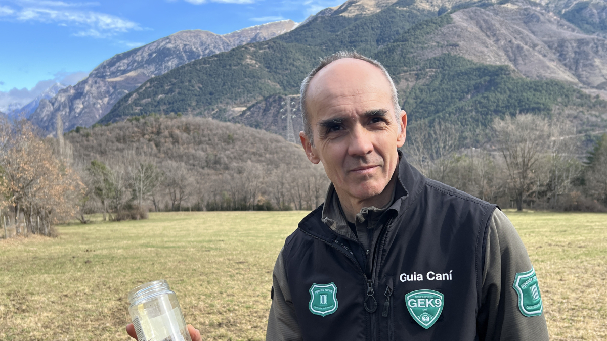 Gabriel Lampreave, coordinador del seguimiento del lobo y el oso de los Agentes Rurales, muestra un tarro con el excremento de lobo localizado a Vilaller