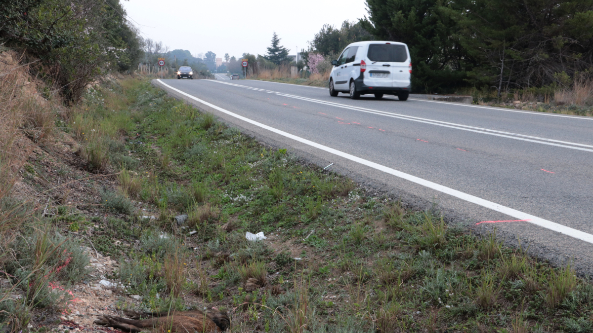 El impacto contra un jabalí ha provocado la muerte de un motorista en la TV-3141.