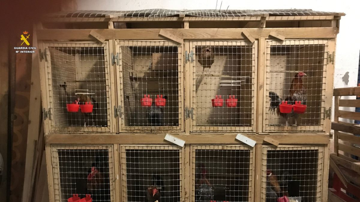 Imatge de las gàbies i els galls trobats